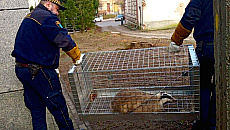 Od łosia po żółwia. Dzikie zwierzęta coraz śmielej chodzą po ulicach Olsztyna Od łosia po żółwia. Dzikie zwierzęta coraz śmielej chodzą po ulicach Olsztyna